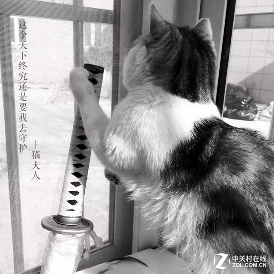 猫将军 作者：马可欣